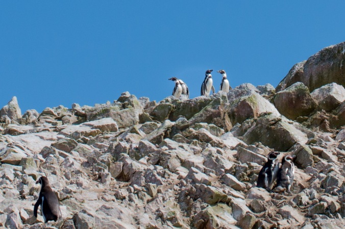 pinguinoshumboldt-1